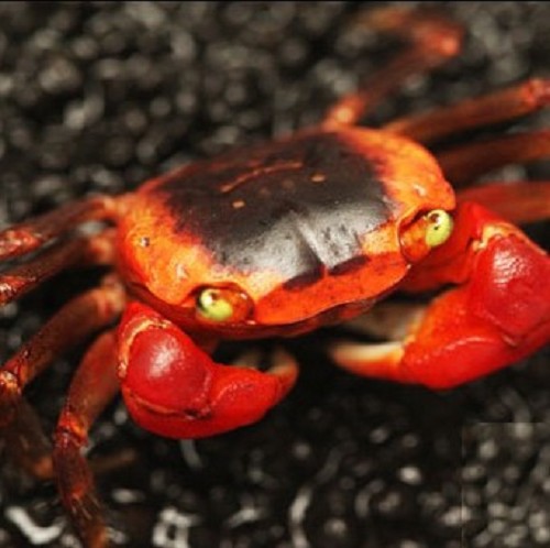 Metasesarma aubryi  Rode appel krab